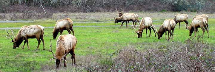 Elk, Northern California